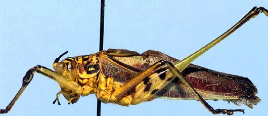 Poecilogramma annulifemur Karsch, 1887: male, lateral view (Tanzania, S Ufipa). (Otu).
