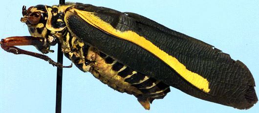 Poecilogramma cloetensi (Griffini, 1908): male (French Congo, Boue). (Otu).
