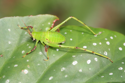 Arantia (Euarantia) fasciata (Walker, 1869): male nymph (Kilimanjaro, Kidia 1430 m). (Otu).
