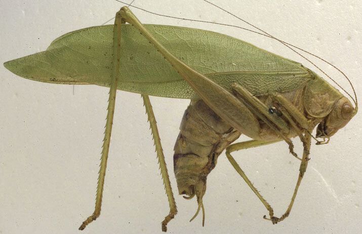 CollectionObject 1505835; 0bd222c7-5b21-4f31-bbbe-d039c9a8fe1e: male, lateral view (syntype). (CollectionObject).