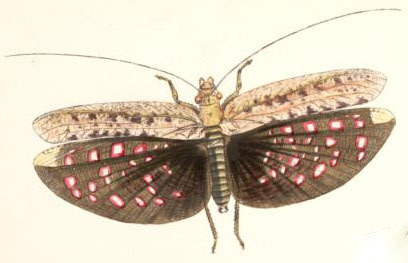 Zulpha perlaria (Westwood, 1848): Pl. 26, Fig. 1. male. (Otu).