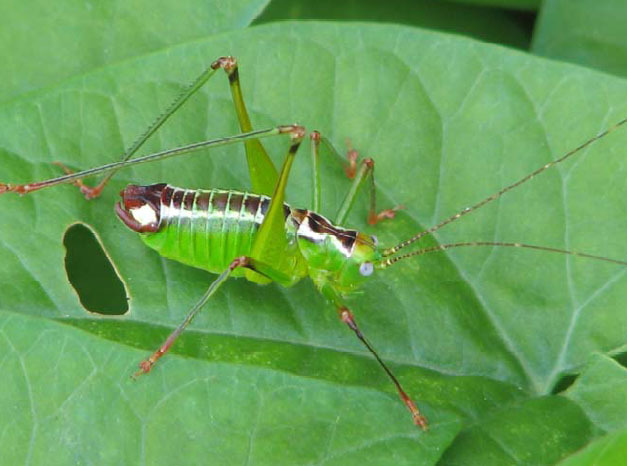 Andreiniimon nuptialis (Karny, 1918): Fig. 1 (reproduced with permission). male. (Otu).