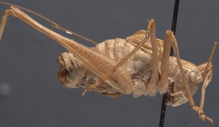 CollectionObject 1505897; 9a3f5644-0d02-45bf-9c6f-69c9713461a7: male, lateral view (holotype of Ancistrura kinzelbachi). (CollectionObject).