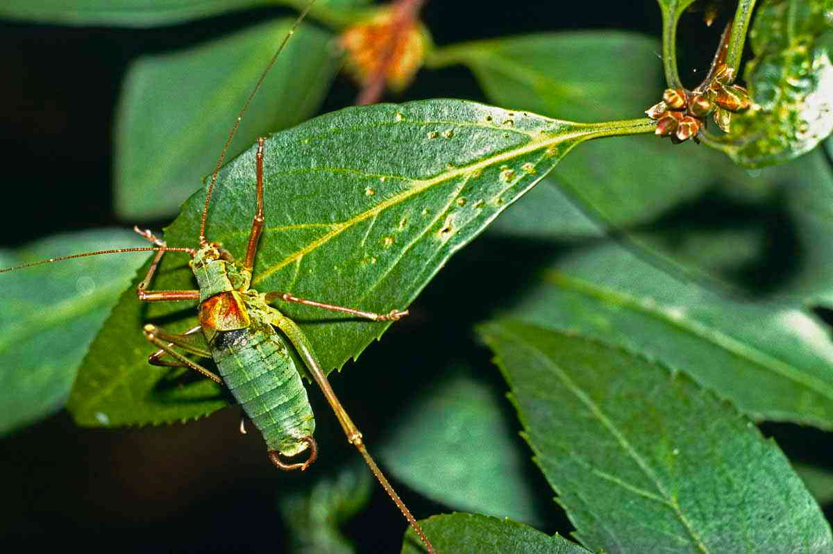 CollectionObject 1496692; CH0860, 898eb8f9-ec55-4ae7-8343-e6c367a5044f: male, dorsal view. (CollectionObject).
