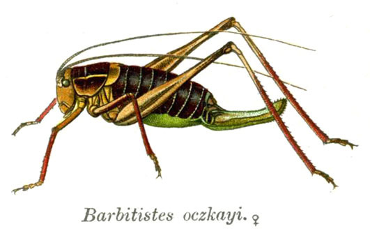 Barbitistes ocskayi Charpentier, 1850: Pl. 7. female habitus. (Otu).