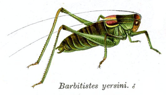 Barbitistes yersini Brunner von Wattenwyl, 1878: Pl. 7. male habitus. (Otu).