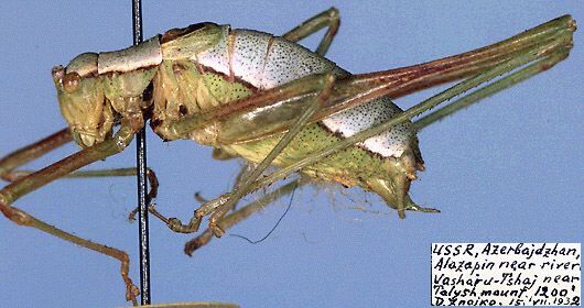 Euconocercus iris Bey-Bienko, 1950: male, lateral view (paratype). (Otu).