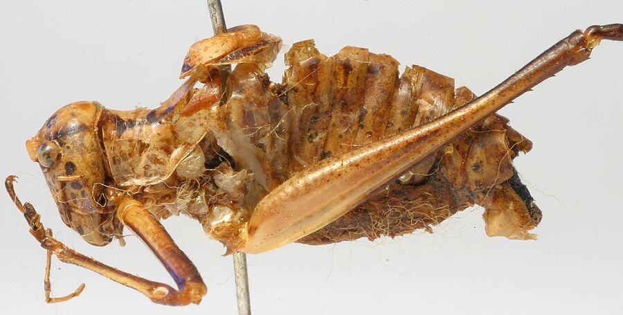 CollectionObject 1520629; 1c2988d0-de89-4829-9699-883c7f7be7aa: male, lateral view (paratype of Poecilimon caspicus). (CollectionObject).