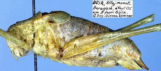 Isophya altaica Bey-Bienko, 1926: male, lateral view (paratype). (Otu).