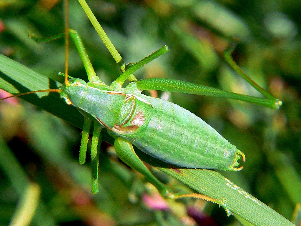 Isophya costata Brunner von Wattenwyl, 1878: male (Lower Austria). (Otu).