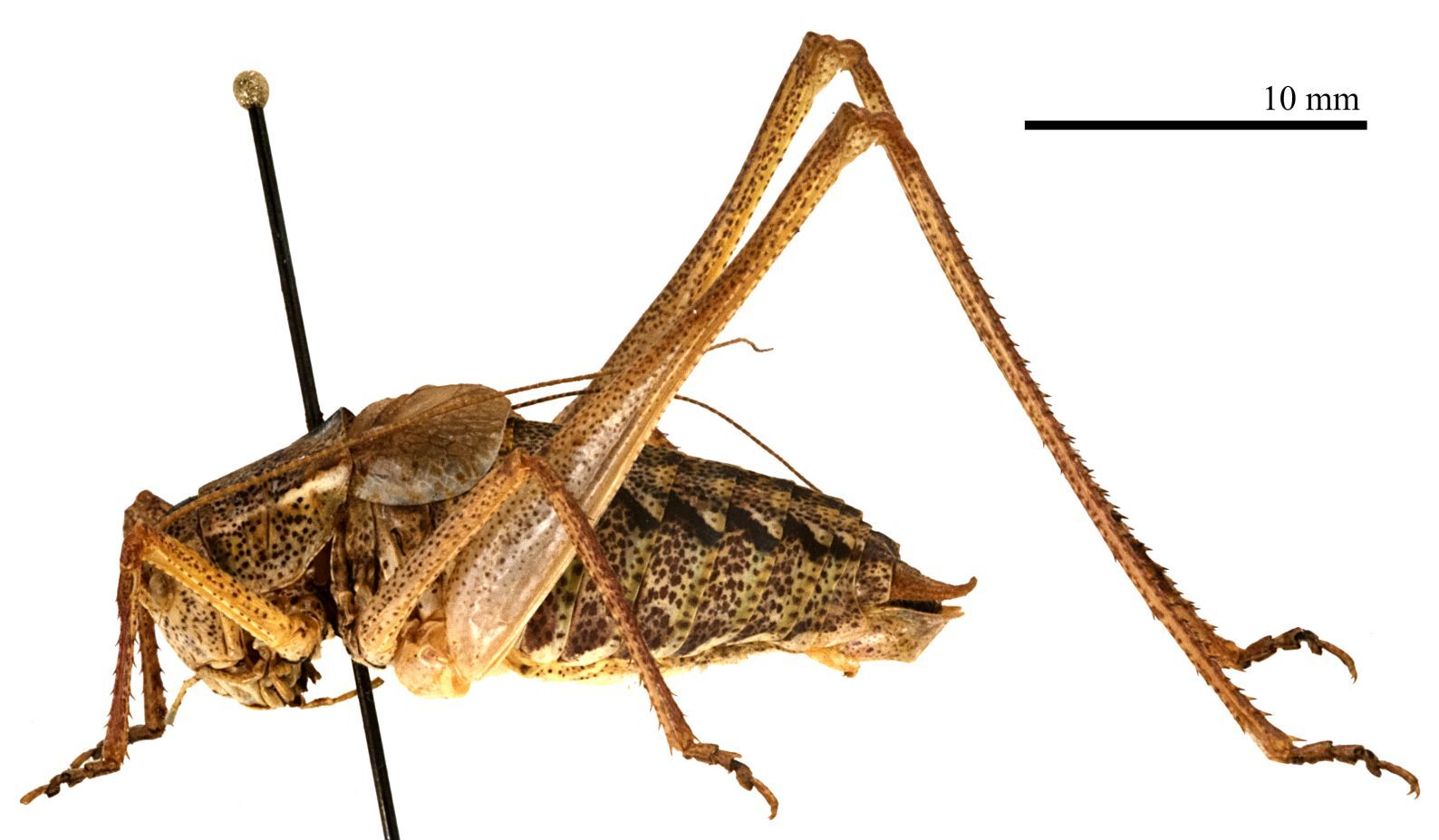 CollectionObject 1475982; f7f33ea0-a106-426e-9e61-58b3fc1898cb: male, lateral view (holotype). (CollectionObject).