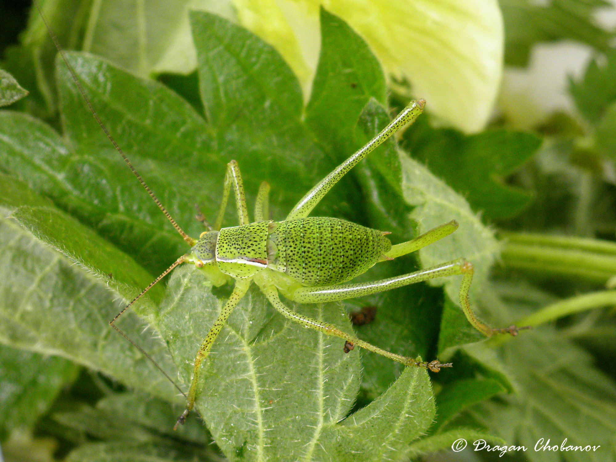 CollectionObject 1591264; d85cd53a-663a-4c33-a5f1-fb61fe2aa276: BG: Tundzha Valley, Dolna Topchiya reserve, female nymph. (CollectionObject).;CollectionObject 1591265; 6fec50fc-86a2-4107-9b83-c7020848bdc1: BG: Tundzha Valley, Dolna Topchiya reserve, female nymph. (CollectionObject).;CollectionObject 1591266; 2b6f345f-c1bd-4262-a897-e36ba29cfa2b: BG: Tundzha Valley, Dolna Topchiya reserve, female nymph. (CollectionObject).