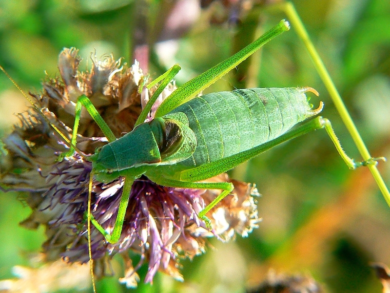 Isophya modestior Brunner von Wattenwyl, 1882: male (Lower Austria). (Otu).