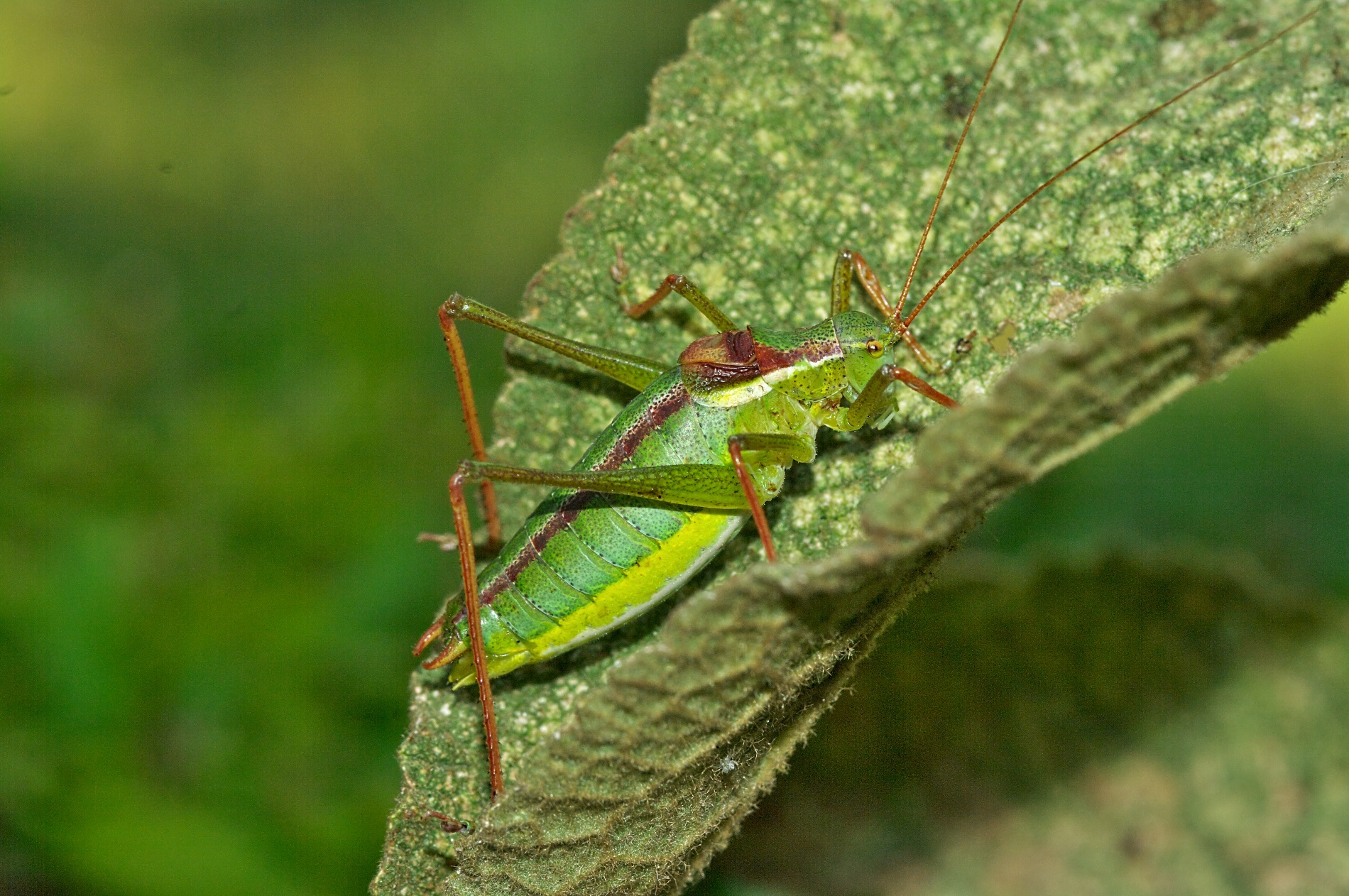 CollectionObject 1576902; 8f73ec00-1878-4bd4-9670-7b370ae30568: male. (CollectionObject).