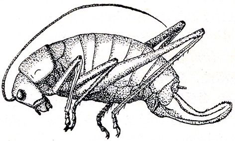 Isophya pyrenaea (Serville, 1838): Fig. 2. female habitus. (Otu).