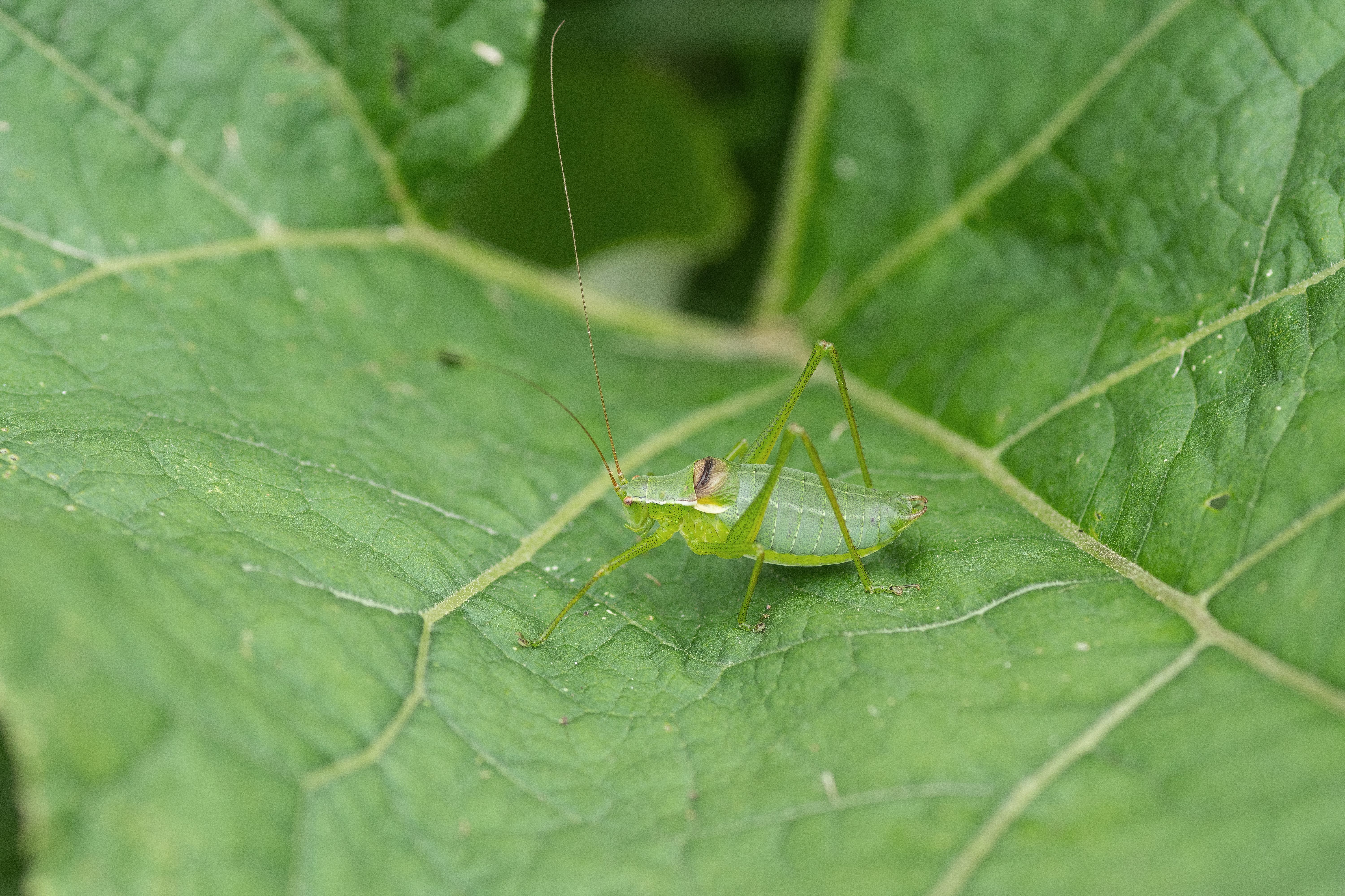 CollectionObject 1589980; b18069ea-2508-4372-aa8f-5f3a9fb2dba5: male. (CollectionObject).