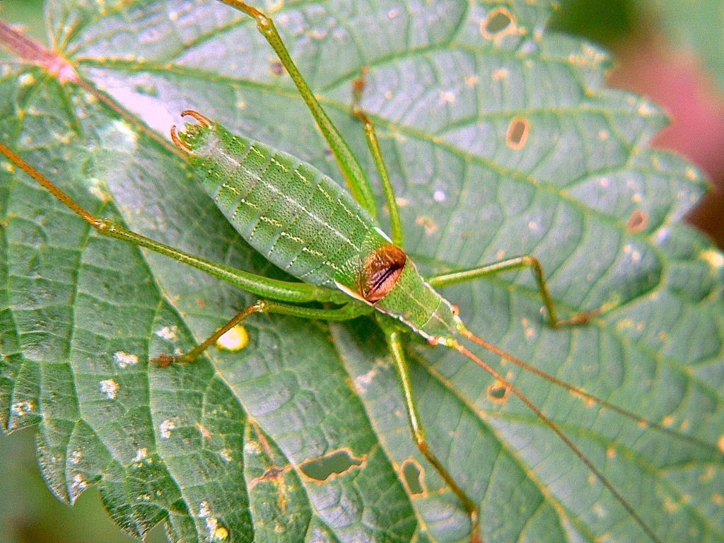 Isophya pienensis austromoravica Chládek, 2010: male, dorsal view. (Otu).