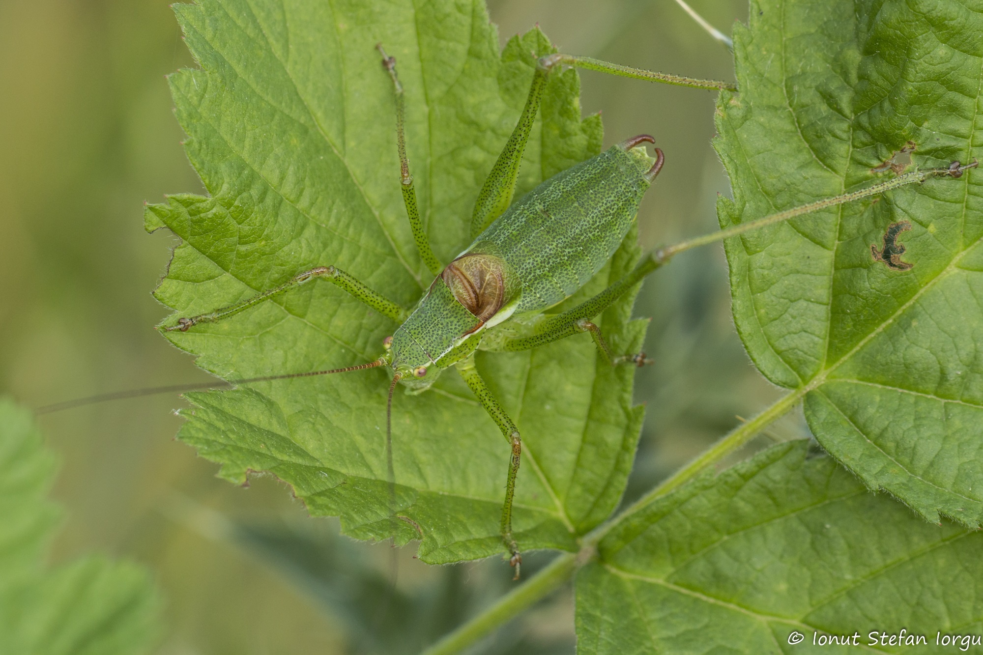 CollectionObject 1578802; 89472c7e-1206-43d5-a939-aa81859f3b45: male (RO: Niculitel). (CollectionObject).