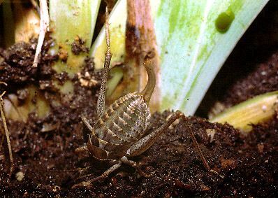 Isophya major Brunner von Wattenwyl, 1878: female, defensive posture (Turkey, Nevsehir Province). (Otu).