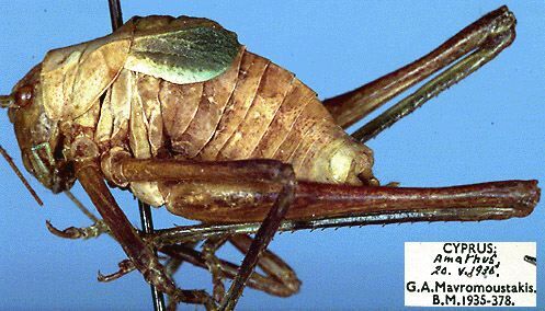 CollectionObject 1517436; 383dfb21-033e-42e5-8fd0-f8be0e740571: male, lateral view (holotype). (CollectionObject).