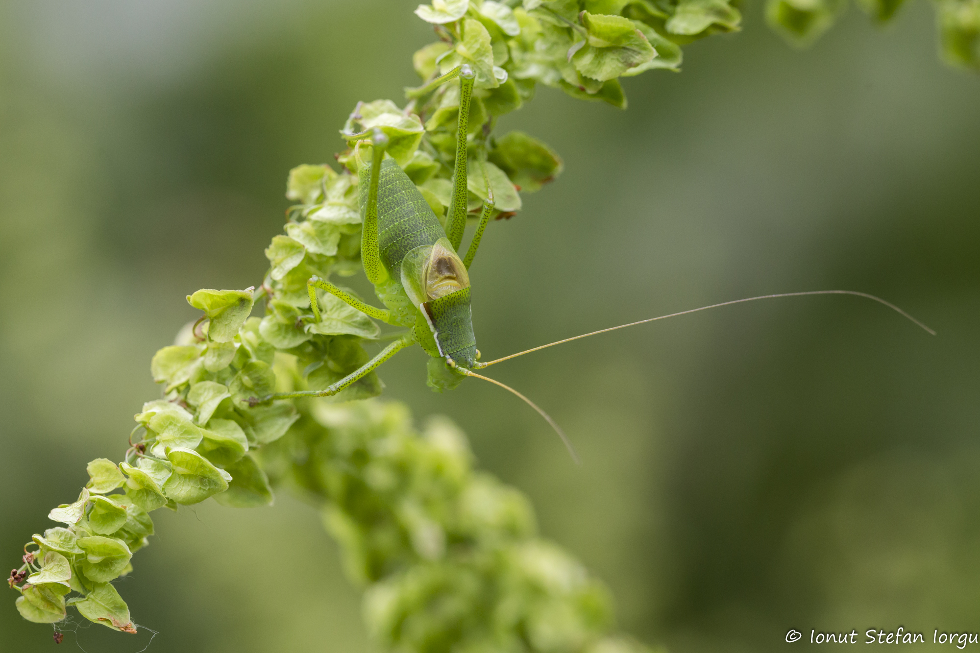 CollectionObject 1578737; 13450a53-fd6a-40cb-9b68-cf7385ed99bf: male (BG: Kresna Gorge). (CollectionObject).