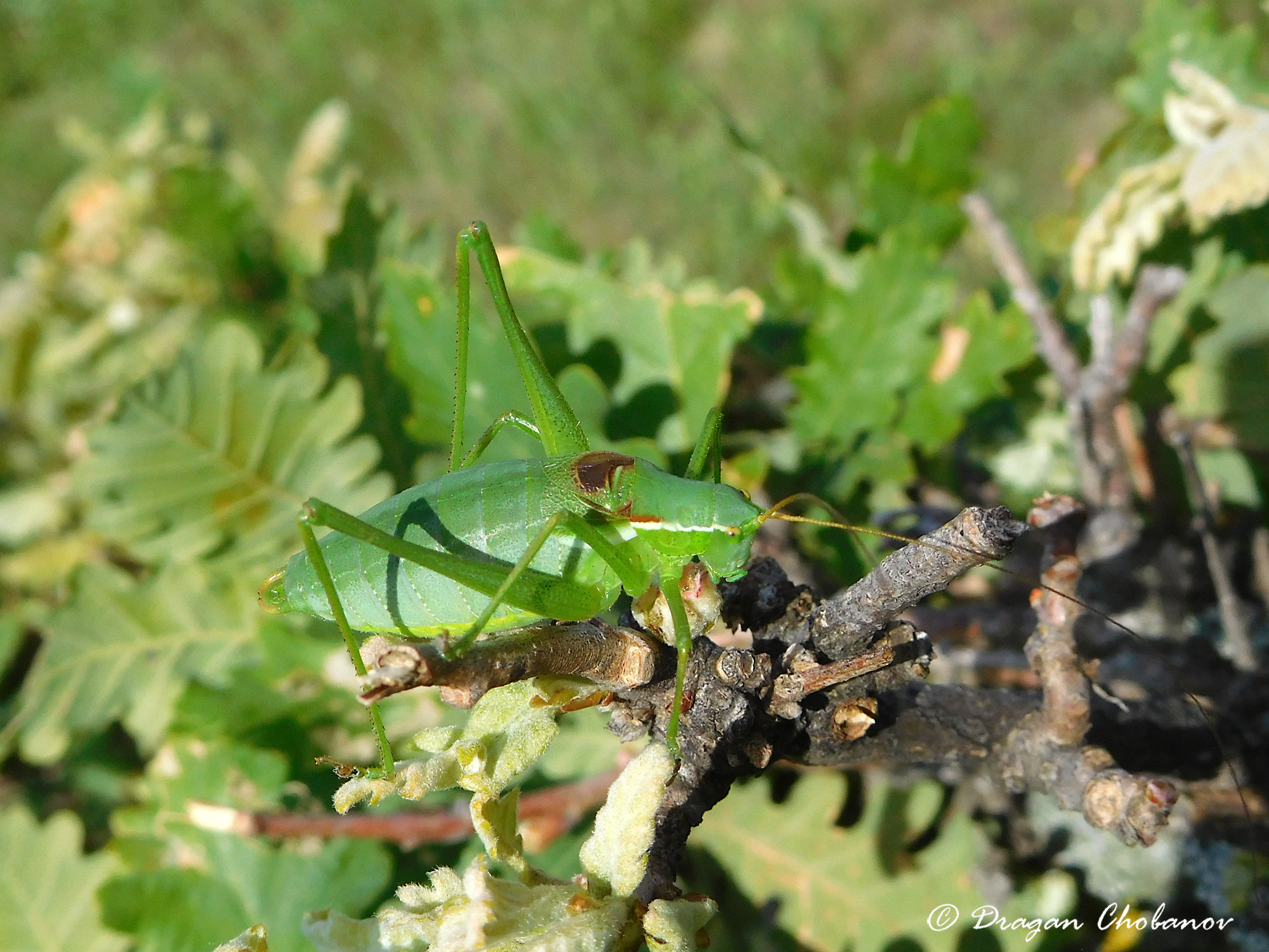 CollectionObject 1591269; 3ba1c56a-8199-4ddd-91cc-74e4a96cb735: male (BG: W Predbalkan, Reselets). (CollectionObject).