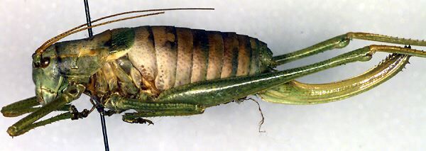 CollectionObject 1500647; 7da22fa4-2cd6-4e9a-bcfc-3c5c50bc740c, DORSA BT000217S01: female, lateral view (holotype). (CollectionObject).