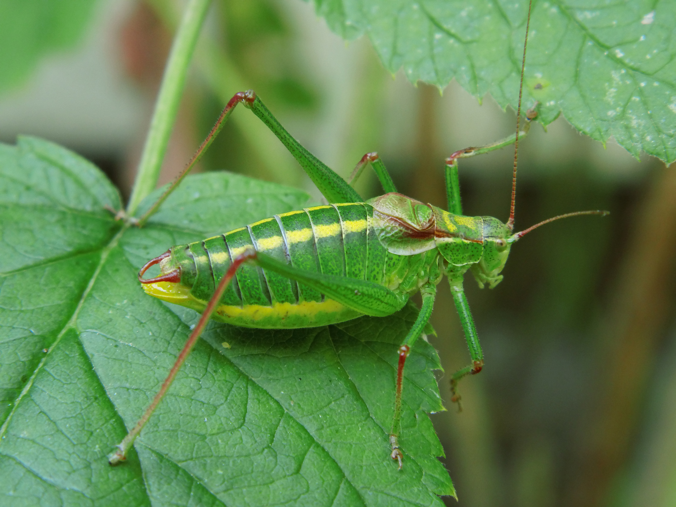 Isophya speciosa (Frivaldszky, 1868): male (Serbia, Zlot, 07.07.2014). (Otu).