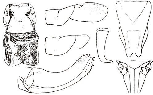 Isophya hakkarica Karabag, 1962: figures from Karabag 1962. (Otu).