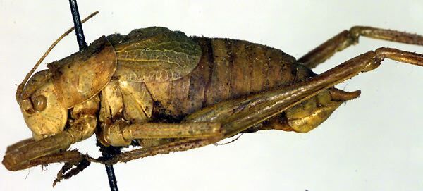 CollectionObject 1502418; 43f0a352-55c8-4f85-901f-d9a620e30e58, DORSA BTisosikS01: male, lateral view (paratype). (CollectionObject).