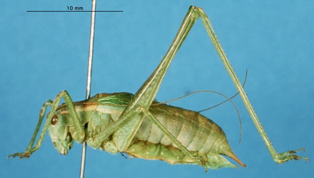 CollectionObject 1507123; 0aa7769e-92ff-4089-bf5e-55bc57be6dfe: male, lateral view. (CollectionObject).