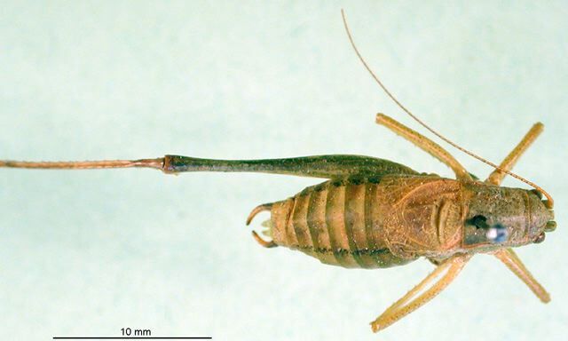 CollectionObject 1500655; df2d220c-0d15-45c5-9ff8-35e6486b1db4, DORSA BTisosteHTM: male, dorsal view (holotype). (CollectionObject).