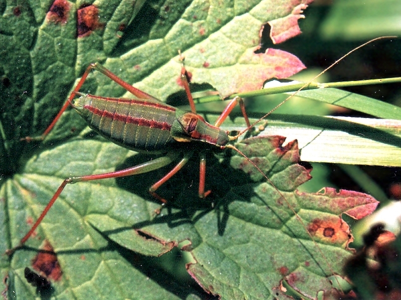 Isophya fatrensis Chládek, 2007: male (Slovakia, Velká Fatra Mountains). (Otu).