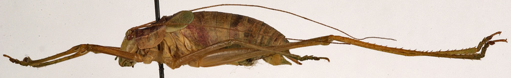 CollectionObject 1534646; 62a2855f-7259-4947-8b03-635db8948eb0: male, lateral view (holotype). (CollectionObject).