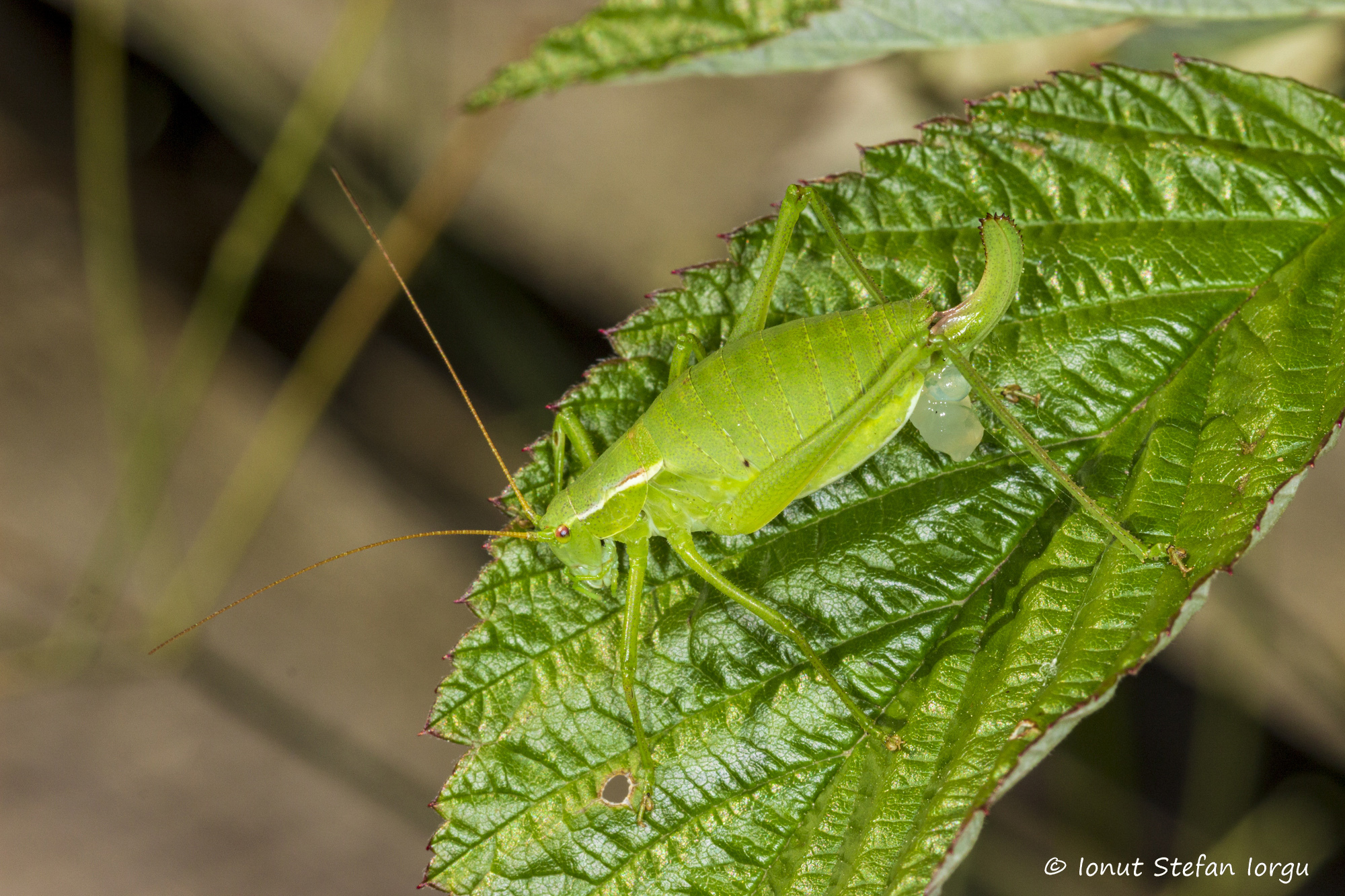 CollectionObject 1591459; 294d5bc2-26d3-4b95-ab06-b9b4eae843ad: RO: Harghita bai, female. (CollectionObject).