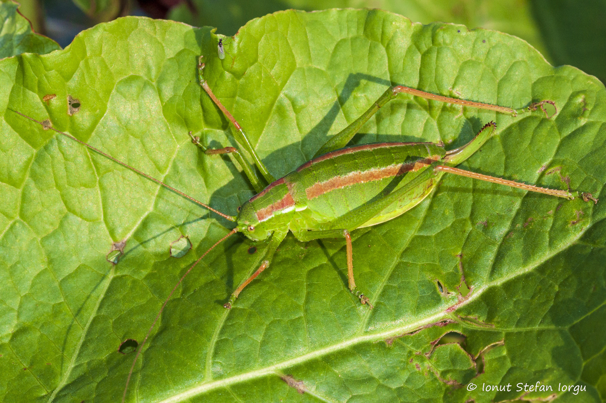 CollectionObject 1591444; 334cc4e6-2838-4321-9d8b-c969fe0e3615: RO: Ciucas Mountains, female. (CollectionObject).