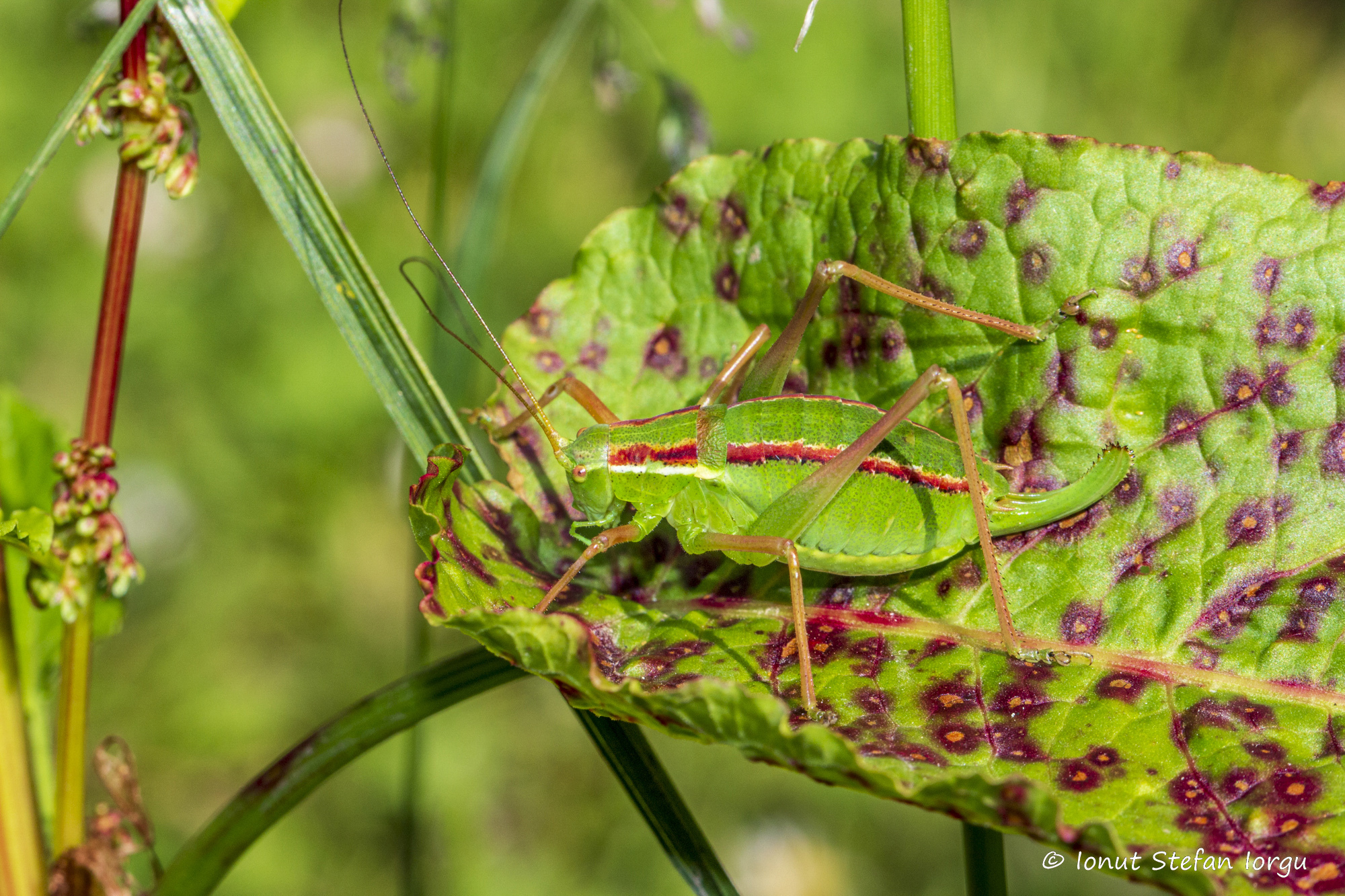 CollectionObject 1591447; d57dde8a-1bd6-4752-9236-b541a307f9b0: RO: Bistritei Mountains, female. (CollectionObject).