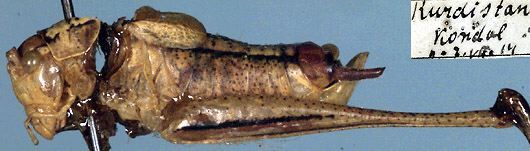 CollectionObject 1537713; 39dbeb1b-a089-4841-af8b-6f7c56ca8d56: male, lateral view (holotype). (CollectionObject).