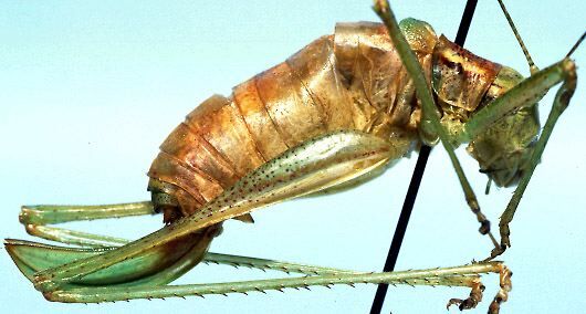 Leptophyes karanae Naskrecki & Ünal, 1995: female, lateral view (allotype). (Otu).