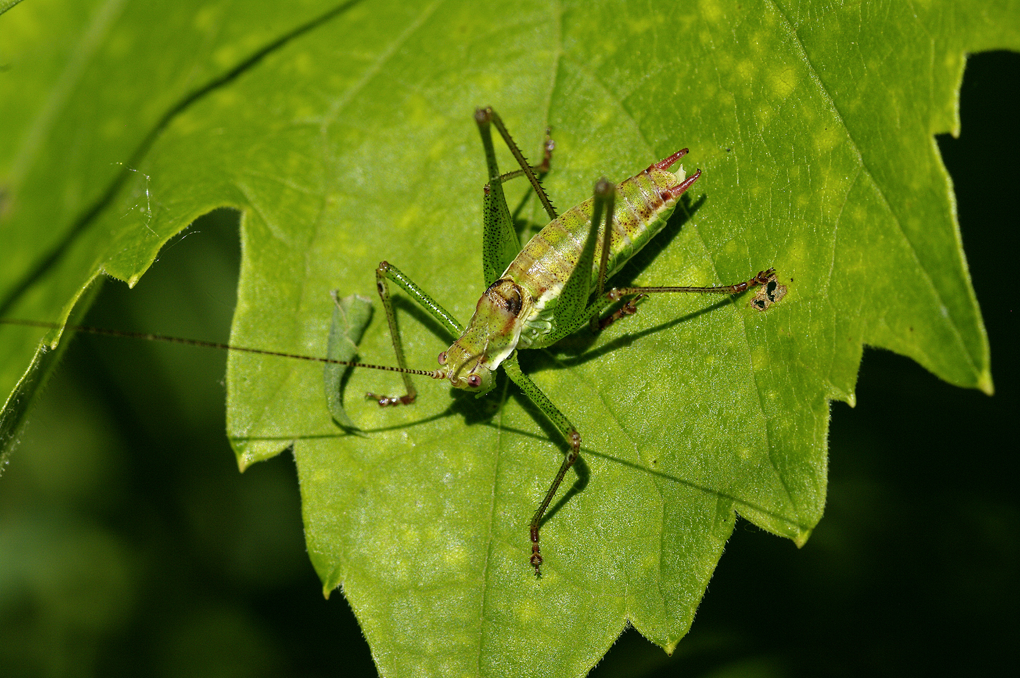 CollectionObject 1575913; 68c1e561-c9e3-4819-aa62-eaf06d18f515: male (Serbia, Karavukovo, 01.07.2013). (CollectionObject).