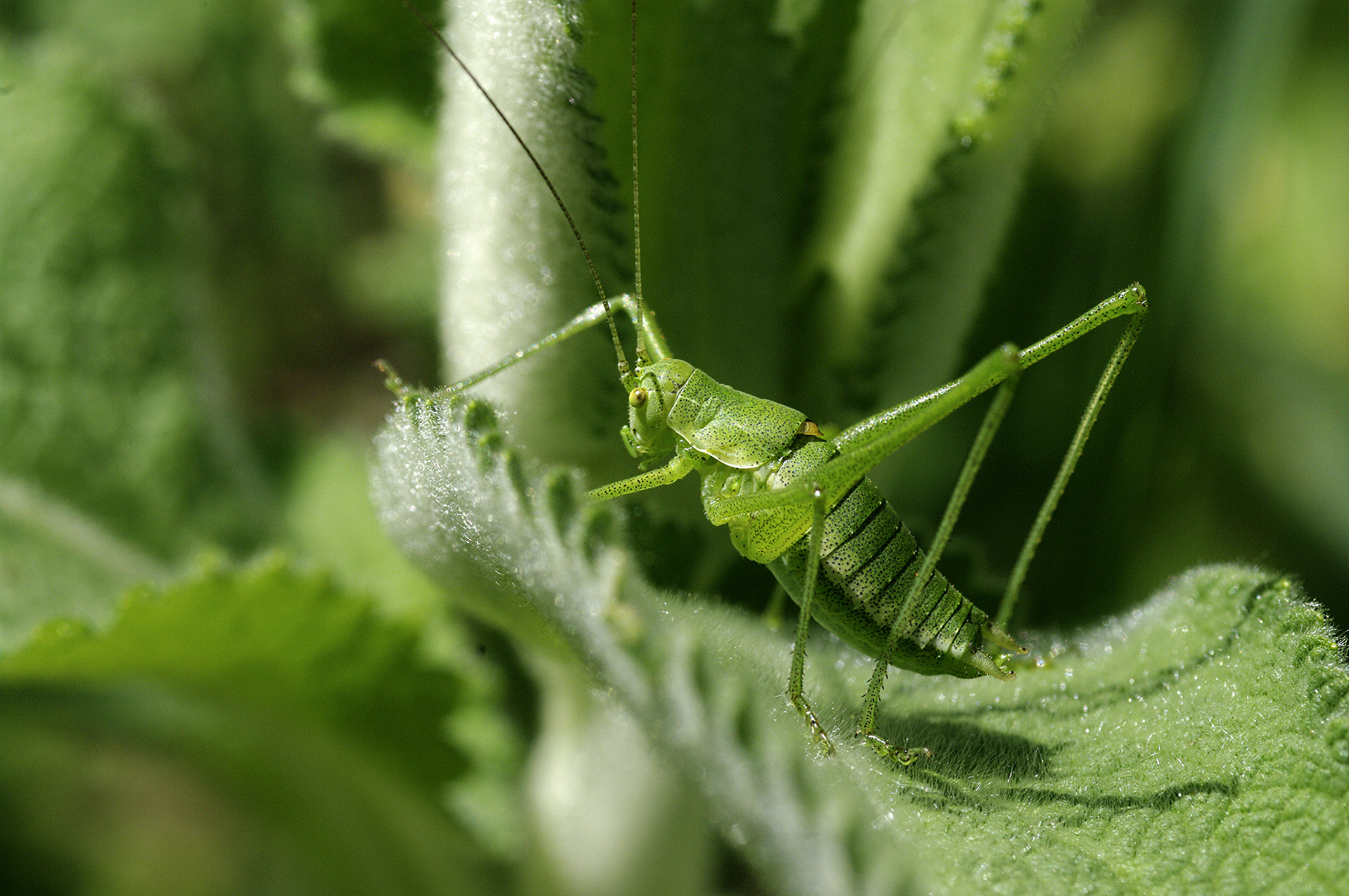 Leptophyes discoidalis (Frivaldszky, 1868): male (Serbia, Velika remeta, 16.06.2014). (Otu).
