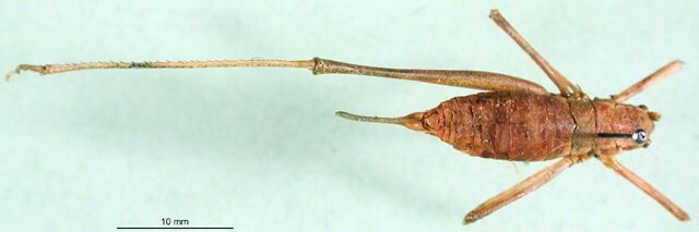 CollectionObject 1500656; fad772b3-62fb-45e1-aecc-bb2743f1395b, DORSA BThasiraHTF: female, dorsal view (holotype). (CollectionObject).