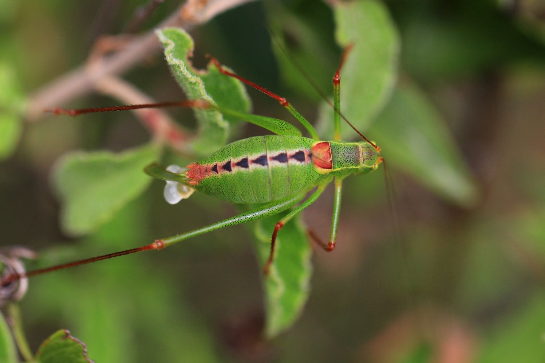 Leptophyes laticauda (Frivaldszky, 1868): female in dorsal view with spermatophore (from Korcula Isl., Croatia). (Otu).