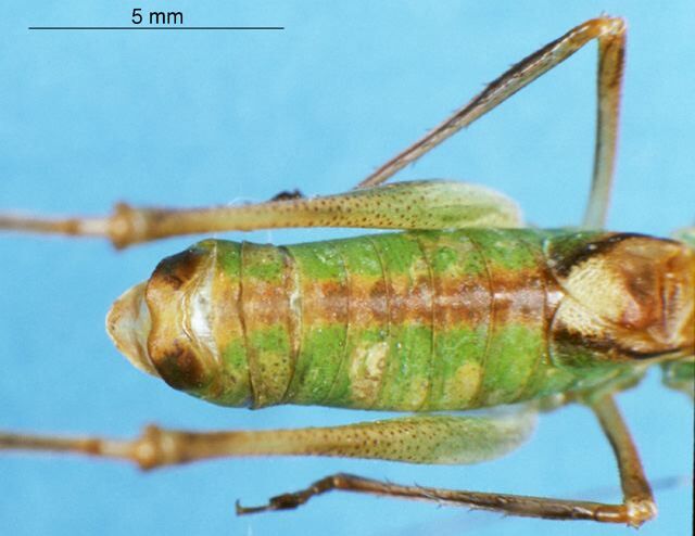 CollectionObject 1536532; ad0c1052-0ca4-4adf-a8ac-c283837807d1, CH760: male cerci (holotype). (CollectionObject).