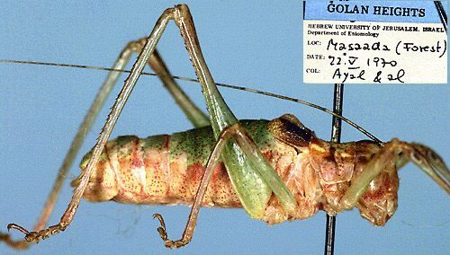 Leptophyes peneri Harz, 1970: male, lateral view (paratype). (Otu).