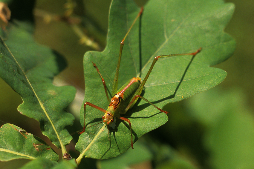 Leptophyes sicula Kleukers, Odé & Fontana, 2010: male (reared from nymph). (Otu).