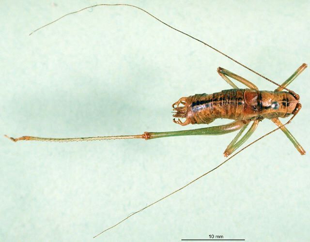 CollectionObject 1532360; 30b72f02-ac86-4c30-8da6-738a076faff2: male, dorsal view (syntype). (CollectionObject).