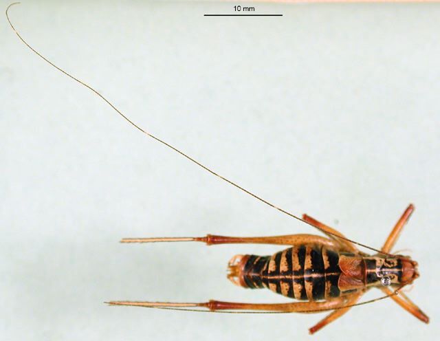 CollectionObject 1500657; 9b4a0a48-ae10-4cf4-8c2f-da43895af273, DORSA BTmetornHTM: male, dorsal view (holotype). (CollectionObject).