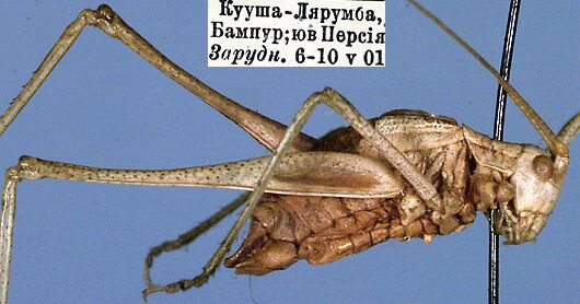 Orthocercodes zarudnyi (Uvarov, 1930): male, lateral view (paratype). (Otu).