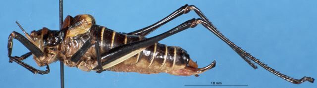 CollectionObject 1507172; d94c304c-bf21-4274-8119-b7a8cc274f19: male, lateral view. (CollectionObject).